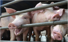 【非洲豬瘟】福建尤溪發生非洲豬瘟疫情 27頭豬死亡