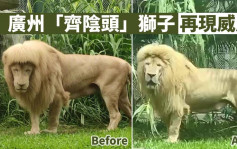 廣州「齊陰頭」獅子爆紅 「造型獅」天天新款今現新髮型