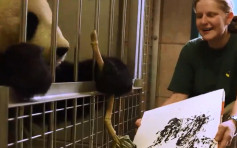 维也纳动物园熊猫用竹当毛笔画画 作品每张4500港元