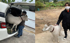 3歲山羊被5次棄養靠食垃圾維生 終獲義工救走