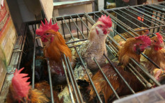 加拿大部分地区爆H5N1禽流感 食环署暂停进口其禽肉及禽类产品