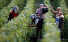 法国红酒产量过盛 当局砸17亿处置库存救酒商
