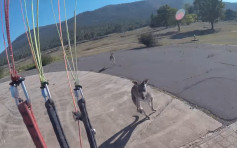 澳男滑翔伞降落见2袋鼠「迎接」 瞬间被当沙包打