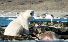 全球暖化被迫上岸找新獵物 北極熊捕食馴鹿首曝光