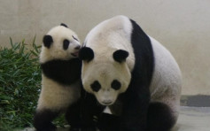 大陆赠台大熊猫「圆圆」顺利产下二胎