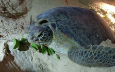 綠海龜繁殖期到 南丫島深灣限制地區今起擴大至10.31