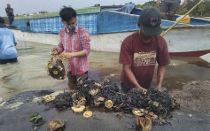 抹香鯨擱淺印尼 胃藏6公斤塑膠垃圾