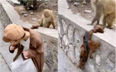 河南猴子從後偷襲女遊客 意外扯下假髮惹笑