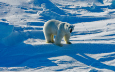 全球首例北極熊死於H5N1 疑吃染病禽鳥中招