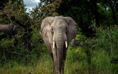 南非保護區盜獵者被追捕期間遭大象活活踩死