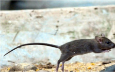 今年首輪小區行動捕獲1024隻老鼠 今起展開第二期全港行動