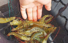 日本首例急性蝦瘟 沖繩養殖場近10萬尾白蝦死亡