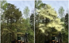 美部分地區花粉指數連日飆升 樹遭輕撞湧現「花粉雲」