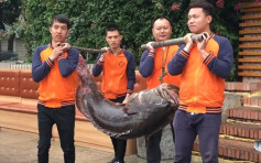 廣西男釣重逾百公斤巨型龍躉 宴請好友拒高價賣出