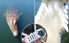 珍贵片段曝光｜航拍机低飞拍摄 遭鳄鱼跃出水面咬爆坠毁
