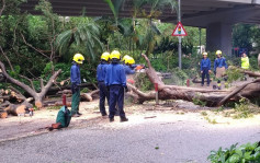 【艾雲尼漸遠】當局接獲42宗塌樹及6宗水浸報告