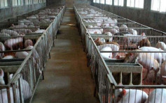 世界动物卫生组织警告「非洲猪瘟」将持续蔓延：管控很困难