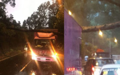 粉錦公路黃雨下塌樹壓貨車 來回一度全線封閉