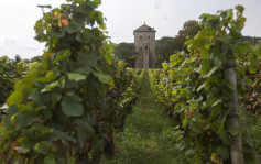 法国产酒量料大跌18% 今年葡萄收成战后最少