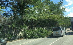 新田公路近壆围有大树倒塌 往元朗交通受阻