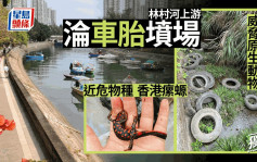 大埔林村河上游惨变车胎坟场 恐污染食水 威胁近危物种香港瘰螈