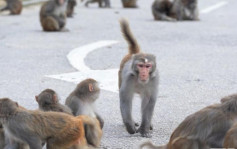 本港錄首宗人類感染B病毒個案  37歲男子曾被猴子襲擊現時情況危殆