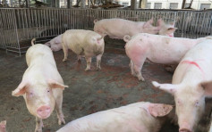 【非洲豬瘟】廣西山東近千隻豬病死 全國僅剩4省區未現疫情