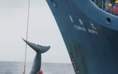 日以「科研」之名捕杀177条鲸