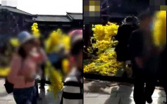 【五一黃金周】貴州景區裝飾黃花被內地客搶光 網民斥：簡直是土匪