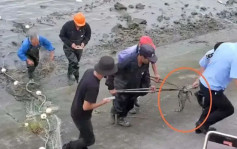 上海黃浦江畔驚現鱷魚 當局地毯式搜索6天終尋獲