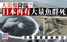 日本福岡驚見「河豚屍」躺滿沙灘 網民：災難前兆