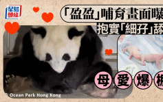 港产大熊猫︱新手妈妈「盈盈」哺育画面曝光  不停舔舔舔帮助细仔做一件事