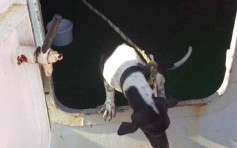 泰國狗誤闖貨船來港 漁護署不足1日即人道毀滅捱轟