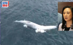 西貢鯨魚│葛珮帆去信謝展寰 促加強市民保育意識