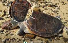 【放生变往生】东平洲死海龟背甲刻字 渔护署吁勿放生 