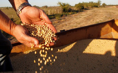 【中美貿易戰】外交部：中國企業今年已採購2000萬噸美國大豆 
