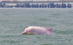 港大研究指珠三角中华白海豚或会灭绝