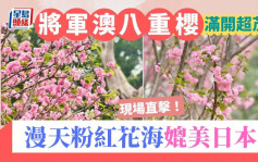 將軍澳單車館公園櫻花直擊！八重櫻正值滿開狀態 漫天粉紅花海媲美日本