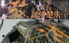 【放生变往生】绿海龟背写「放生」 爆壳蒲台水域浮沉