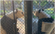被迫回國？華府兩熊貓恐淪貿易戰犧牲品