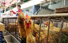 越南广义省爆H5N6禽流感 本港停进口当地禽肉鸡蛋