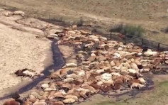 久旱逢暴雨 澳洲昆士蘭50萬頭牛被洪水屠殺