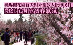 多圖｜東涌櫻花園首天對外開放大批市民打卡 粉紅花海掀初春氣氛