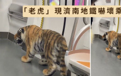 济南地铁乘客携「老虎」搭车 乘客吓一跳：主人还骑上去
