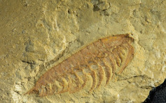 青海发现恰尼虫远古化石 至今5.5亿年历史