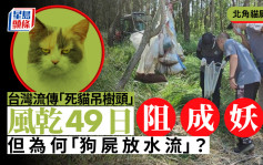 北角猫尸挂树｜台湾恐怖习俗「死猫吊树头」 阻猫成妖需风乾49日