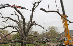 美国600岁老树病入膏肓被斩　居民舍不得