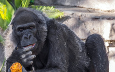 人工飼養大猩猩「維拉」逝世 終年60歲