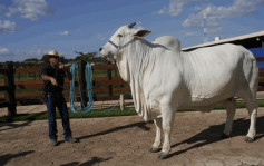 巴西「奇」牛值3125万  点先做到全球最贵？
