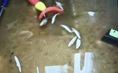 重慶4樓居民起床驚揭一屋糞水 十幾條鯽魚屋內漂浮